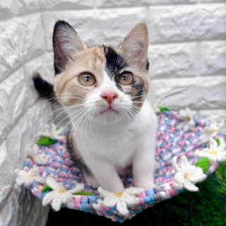 【1/25東日本橋】山梨出身♡月江戸前みやけちゃん