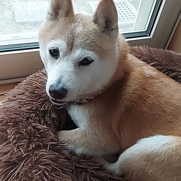 つゆくん( ´ー')　すごく寒いけど　雪はそんなに降ってないよ～！マイナス５℃だって(*゜Q゜*)