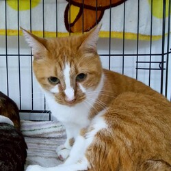 まだら家 サムネイル2