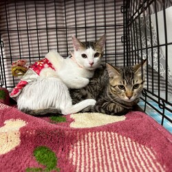 まだら家 サムネイル3