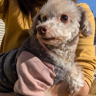 お膝が大好きなモカちゃん♪