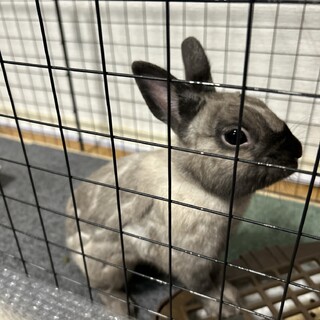 ネザーランドドワーフ　男の子1歳