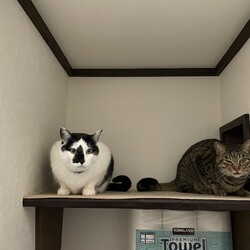 まどかさん、扉を作りまくる