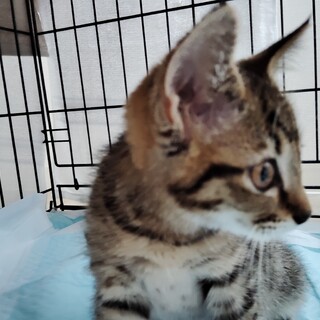 とても人懐っこいイタズラ好きのキジトラの子猫