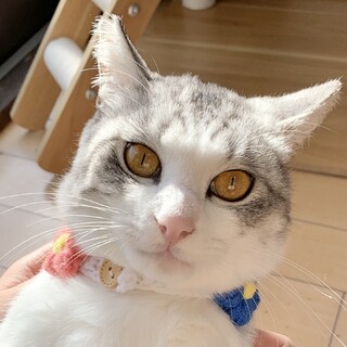 テト　穏やか優しい　サバ白　甘えん坊くん