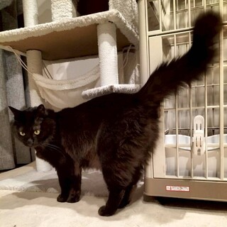 さらふわ長毛の黒猫美男子！ももきちくん♪