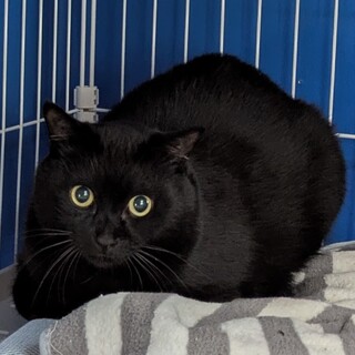 人間が大好きな優しい黒猫　オス去勢済み　４歳