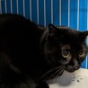人間が大好きな優しい黒猫　オス去勢済み　４歳 サムネイル2