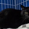 人間が大好きな優しい黒猫　オス去勢済み　４歳 サムネイル3