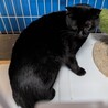 人間が大好きな優しい黒猫　オス去勢済み　４歳 サムネイル4