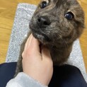 子犬の里親を募集しています。