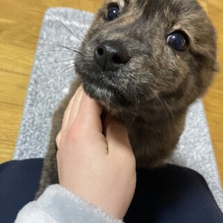 子犬の里親を募集しています。