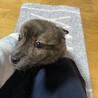 子犬の里親を募集しています。 サムネイル2