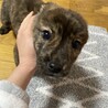 子犬の里親を募集しています。 サムネイル3