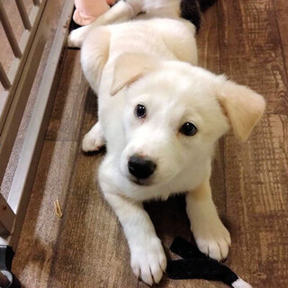 いや、これは可愛い！真っ白のコロン君です♡