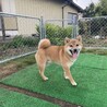 赤柴犬男の子 サムネイル2