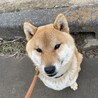 赤柴犬男の子 サムネイル4