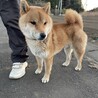 赤柴犬男の子 サムネイル5