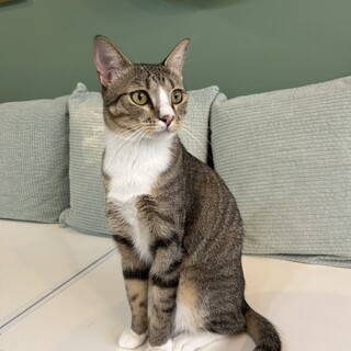 遊ぶの大好き！TNR中の保護！