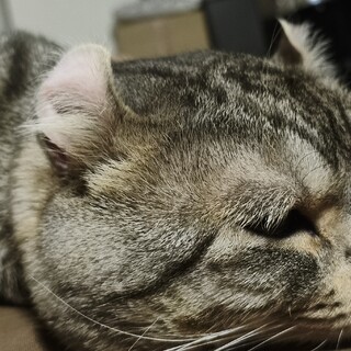 活発で甘えん坊なアメリカンカール4歳