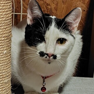 静かでお行儀の良い女の子