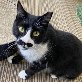 黒白　おばない君　 里親様募集中！