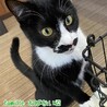 黒白　おばない君　 里親様募集中！ サムネイル2