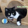 黒白　おばない君　 里親様募集中！ サムネイル3