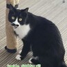 黒白　おばない君　 里親様募集中！ サムネイル4