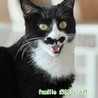 黒白　おばない君　 里親様募集中！ サムネイル5