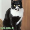 黒白　おばない君　 里親様募集中！ サムネイル6