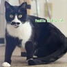 黒白　おばない君　 里親様募集中！ サムネイル7