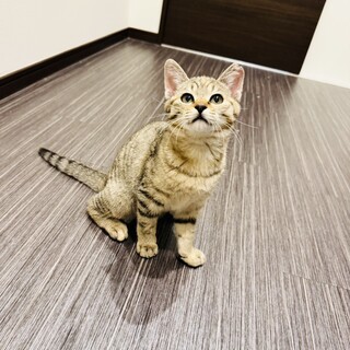 お転婆娘すずめちゃん【姫路市】