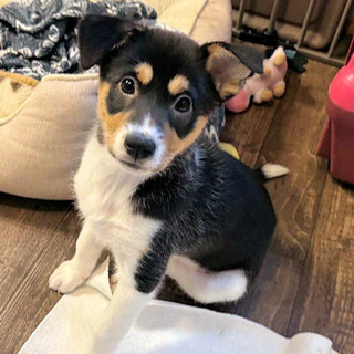 まろ眉が超可愛い2ヶ月のライラちゃん♡