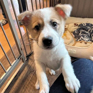 色がきれいで鼻筋通った美形のセラちゃんです♡