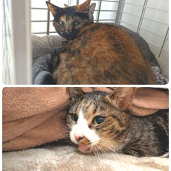 ［あんずちゃん］［もなか君］について