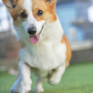 2才コーギー女の子