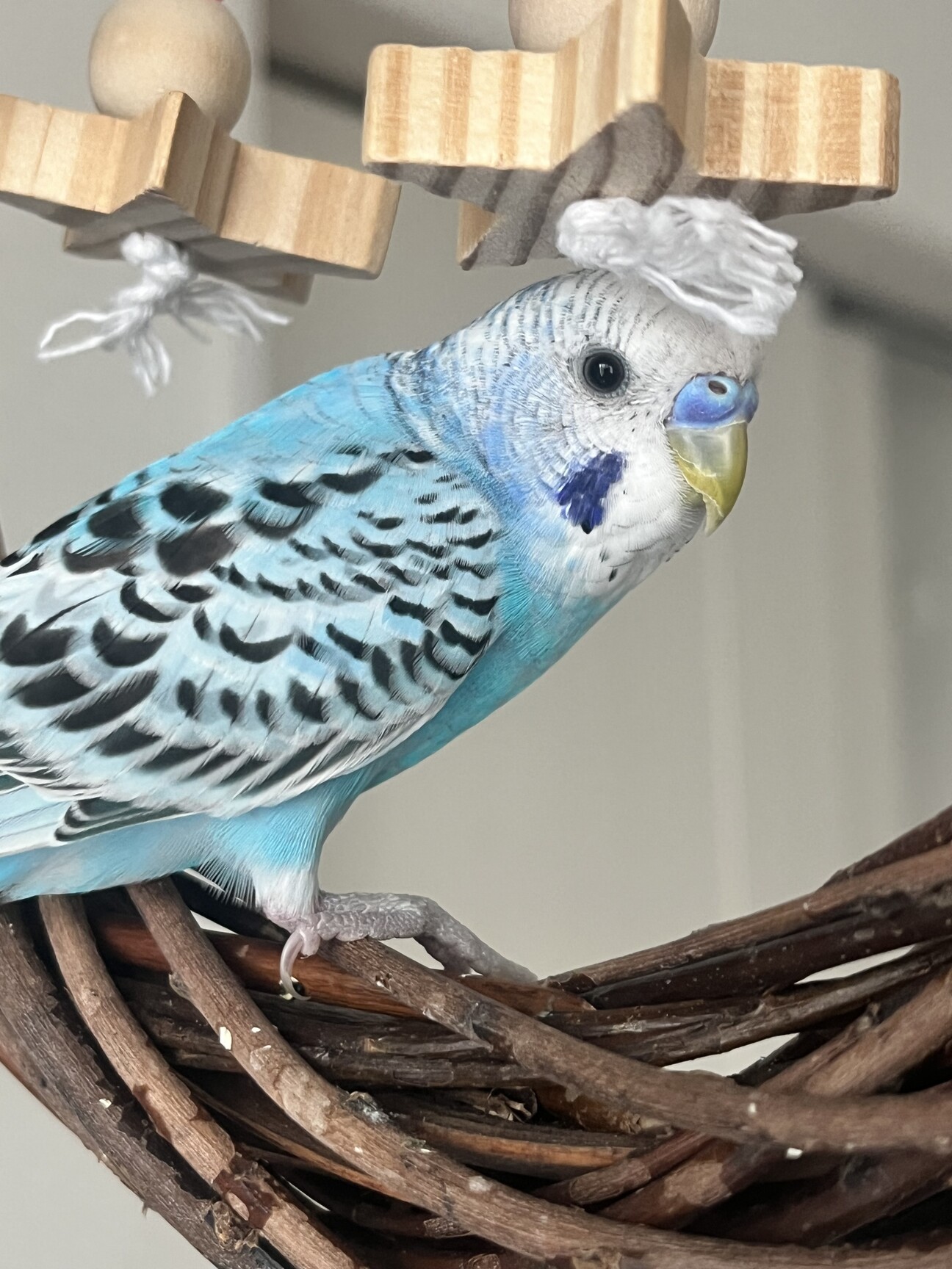 セキセイインコ生後4ヶ月オス」神奈川県 - 鳥の里親募集(534693) 1枚目