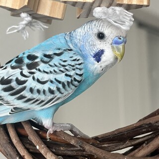 セキセイインコ生後4ヶ月オス