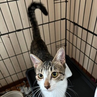 ちょっぴり恥ずかしがり屋な女の子、キャンディ