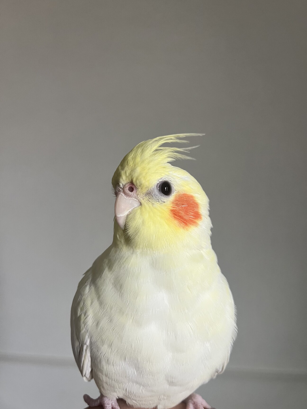 オカメインコ生後6ヶ月」神奈川県 - 鳥の里親募集(534695) 3枚目の画像