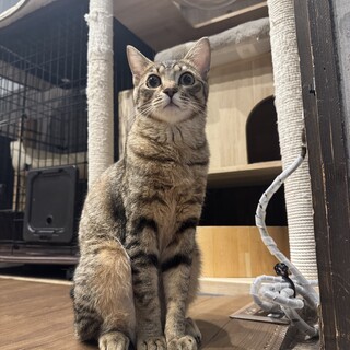 お目目くりくりな女の子天穹ちゃん(てんきゅう)