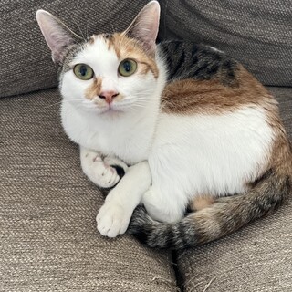 【小豆島の保護猫】元気な白三毛ちゃん♀