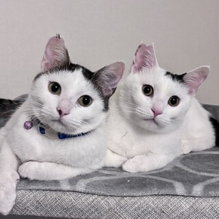 仲良しで元気いっぱいの兄弟です♪