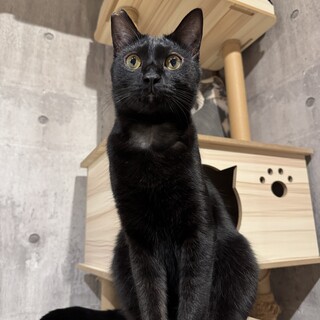 この瞳に落ちない自信ありますか❔樂くん（がく）