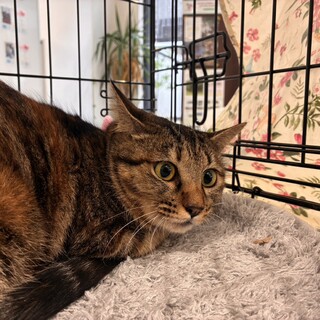 とっても臆病だから固まっちゃう［むぎちゃん］