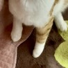 家族が決まりました☺︎【三毛猫  キジ三毛】 サムネイル4
