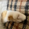 家族が決まりました☺︎【三毛猫  キジ三毛】 サムネイル5
