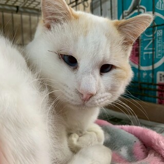 火事現場レスキュー｜青い目がきれいな甘えん坊