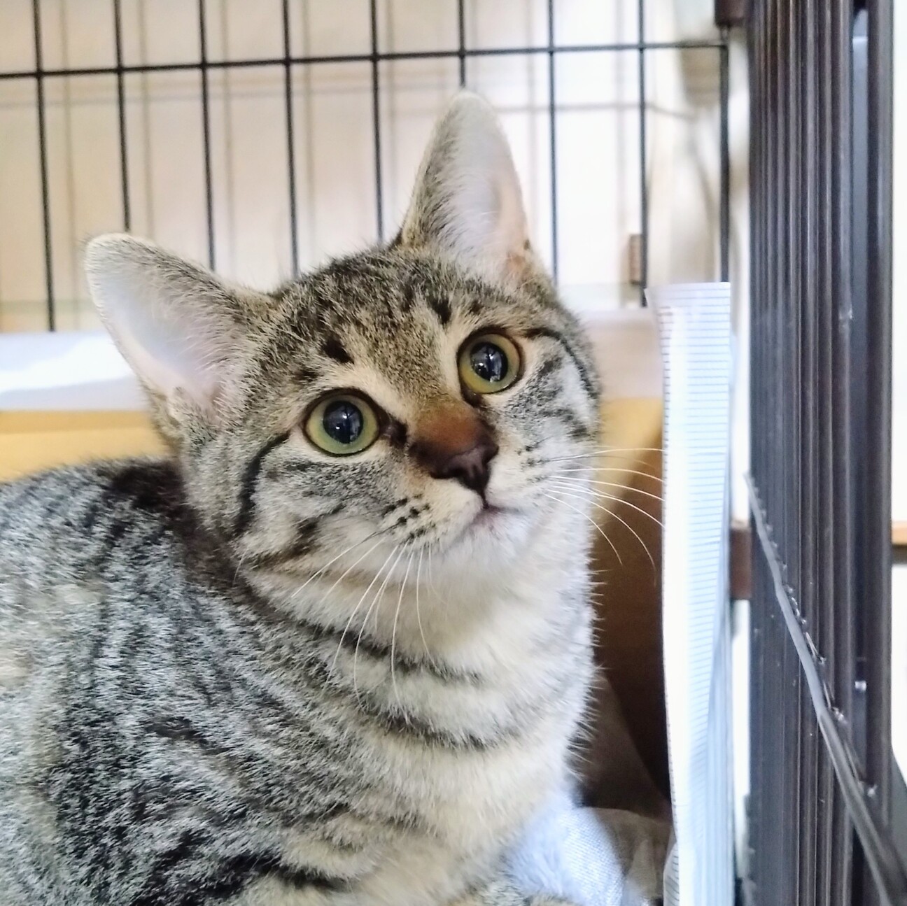 超絶美猫女子キジのサエちゃん」大阪府 - 猫の里親募集(534705